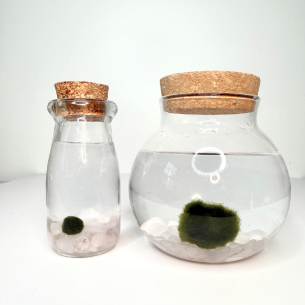 Marimo Moss Balls Multiple Size Moss Ball Pet Bulk Sale - Kokedama Japanese Algae Ball Wholesale