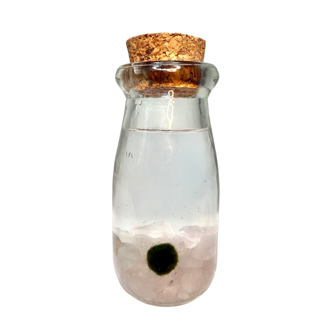 Live Marimo Glass Jar Small with Pink Quartz