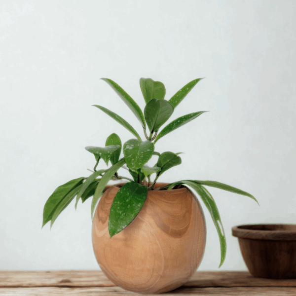 teak round planter handmade planter
